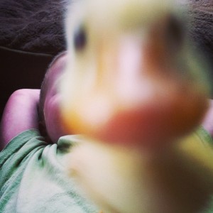 duck