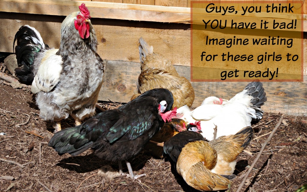 Raising chickens, chickens good for kids, living rural, why have a rooster, 