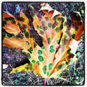 fall leaf