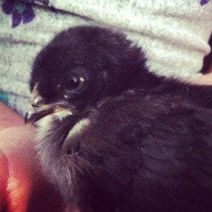 chick3