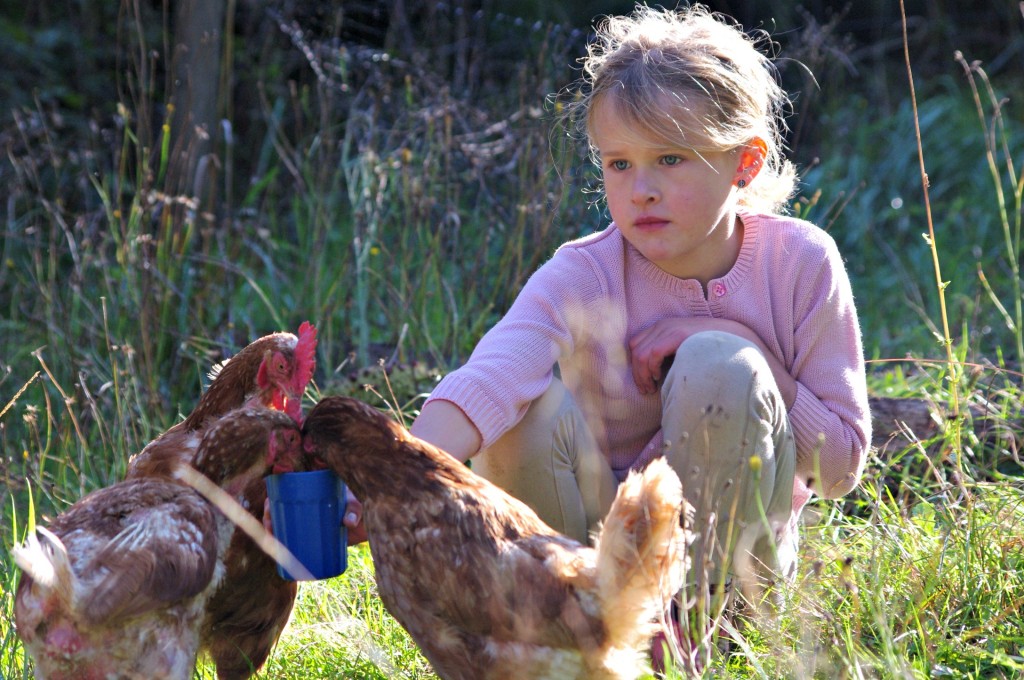 backyard chickens