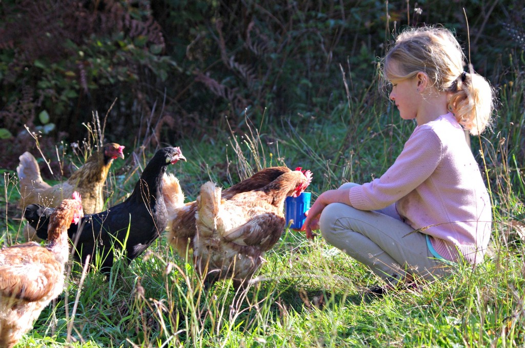 backyard chickens