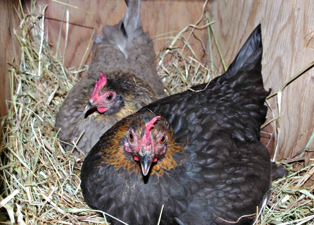 when hens go broody