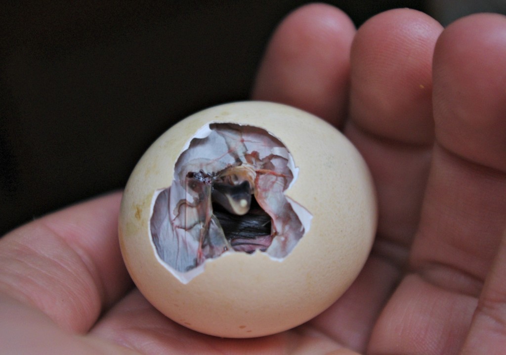 Hatching eggs. Утконос вылупляется из яйца. Яйцо вылупляется. Вылупленное яйцо. Яйца игрушки которые вылупляются.