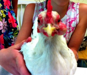 sick chicken, take a chicken to the vet