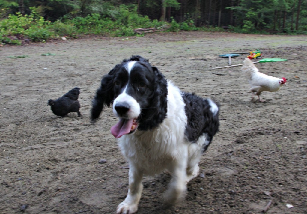 dog with free ranging chickens, do dogs eat chickens, farm dogs, springer spaniel, backyard chickens, raising chickens
