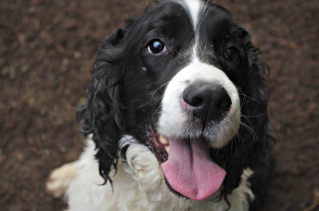 springer spaniel, farm dog,