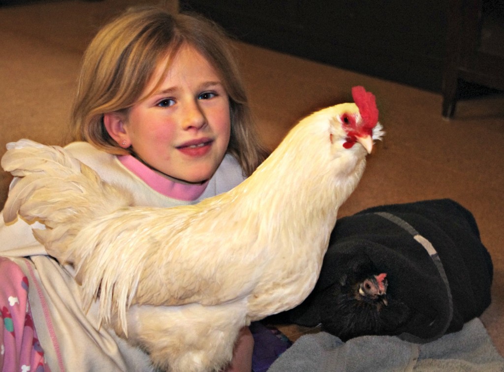 having chickens inside, warming up chickens, keeping chickens warm