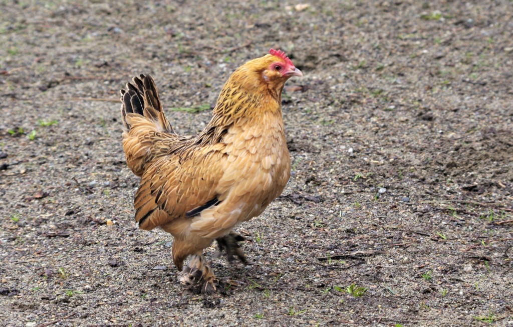 why get bantams, best chickens to get, best breed of chickens 