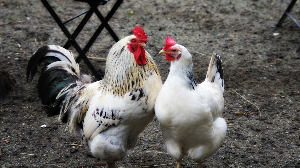 how do chickens mate, backyard chickens, raising roosters, roosters with hens, sussex chicken