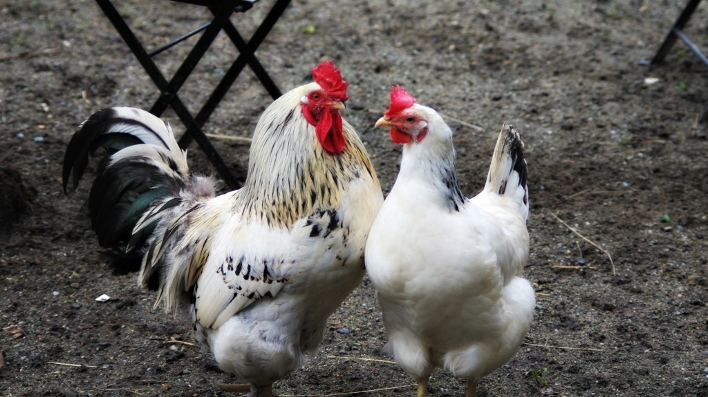 Rooster vs. Hen: Know Before They Crow - Backyard Poultry