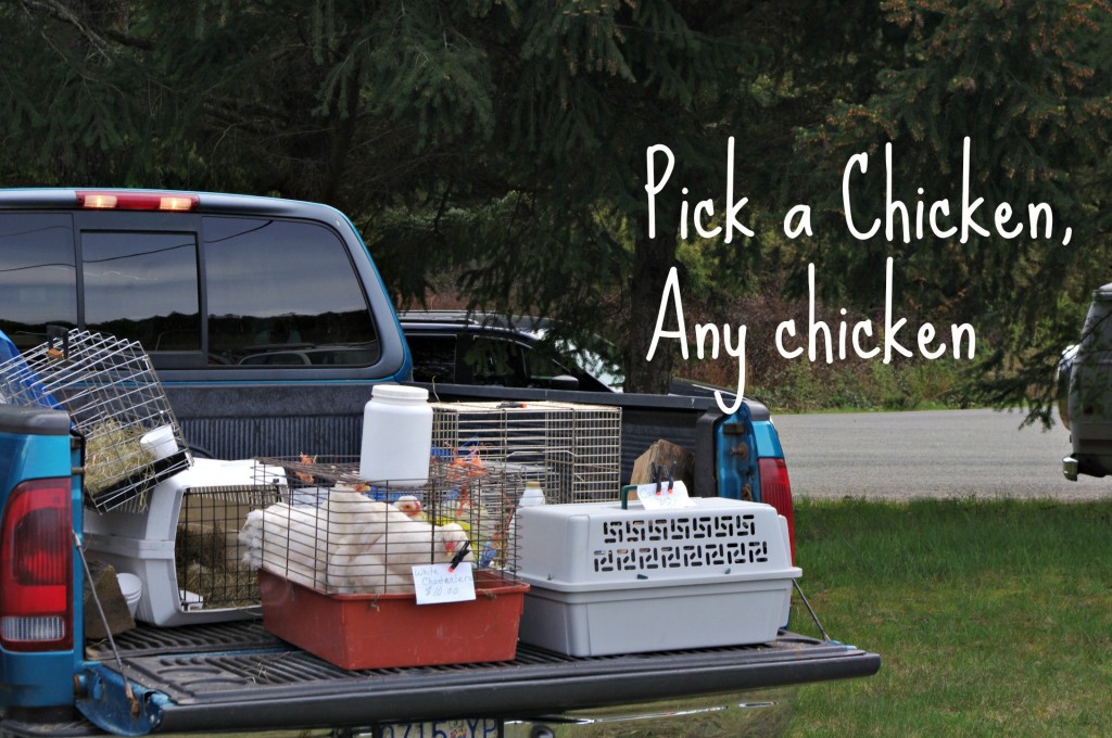 how to find chickens, where to buy chickens
