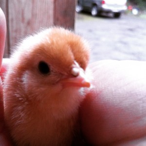 chick