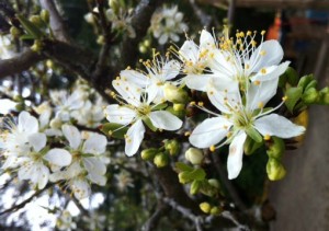 plum blossoms, plum tree, spring flowers