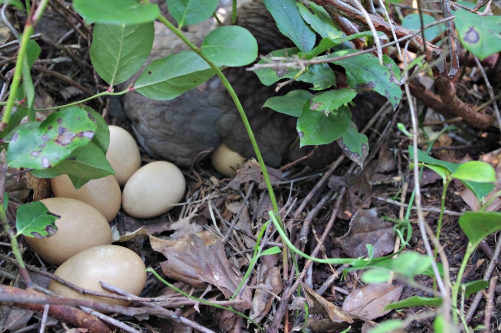chickens nesting in the forest, moving a chicken on a nest, how to move a broody hen