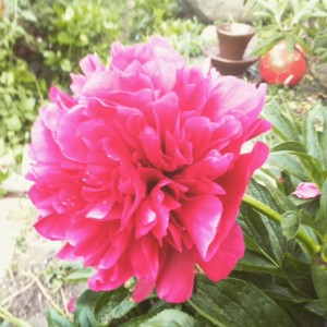 peony