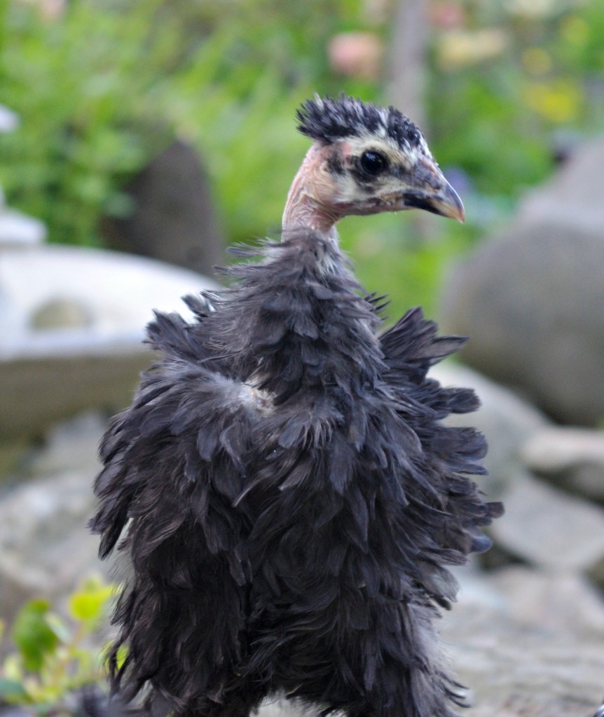 showgirl chickens, naked neck chickens, strange chicken breeds, frizzle chickens, frizzle breeds 