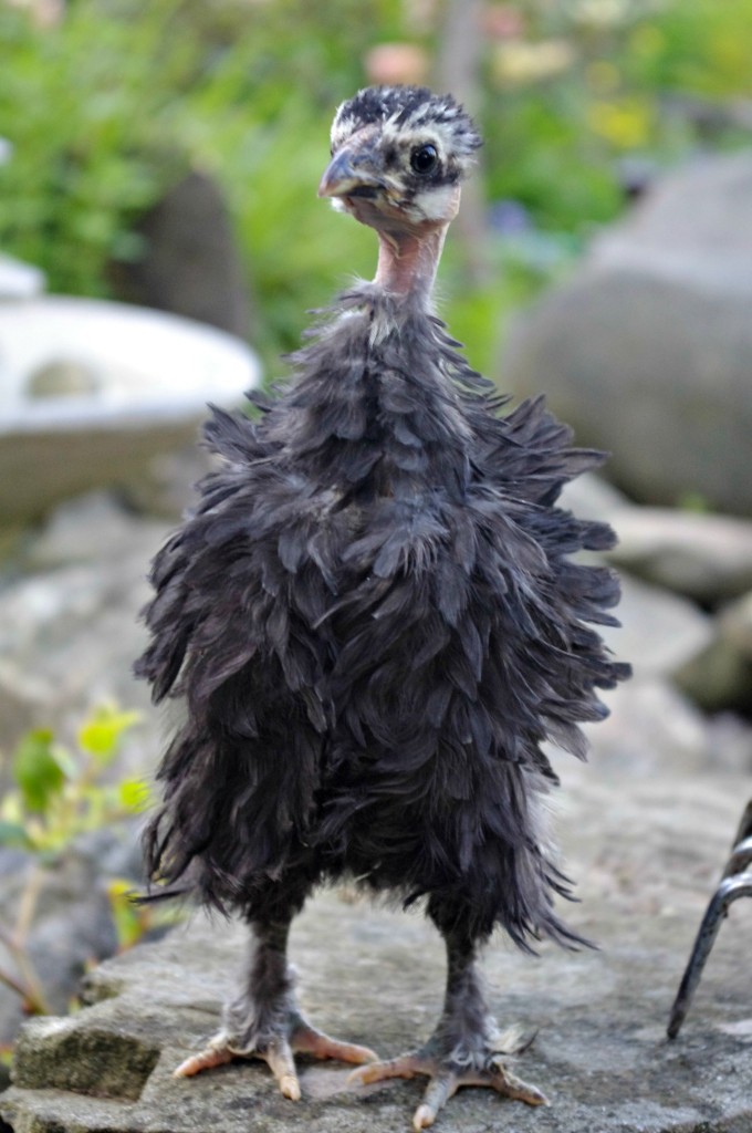 A naked neck frizzle chicken, feeling confident and glorious.  Frequently called "showgirls" these hens are a great addition to your flock 