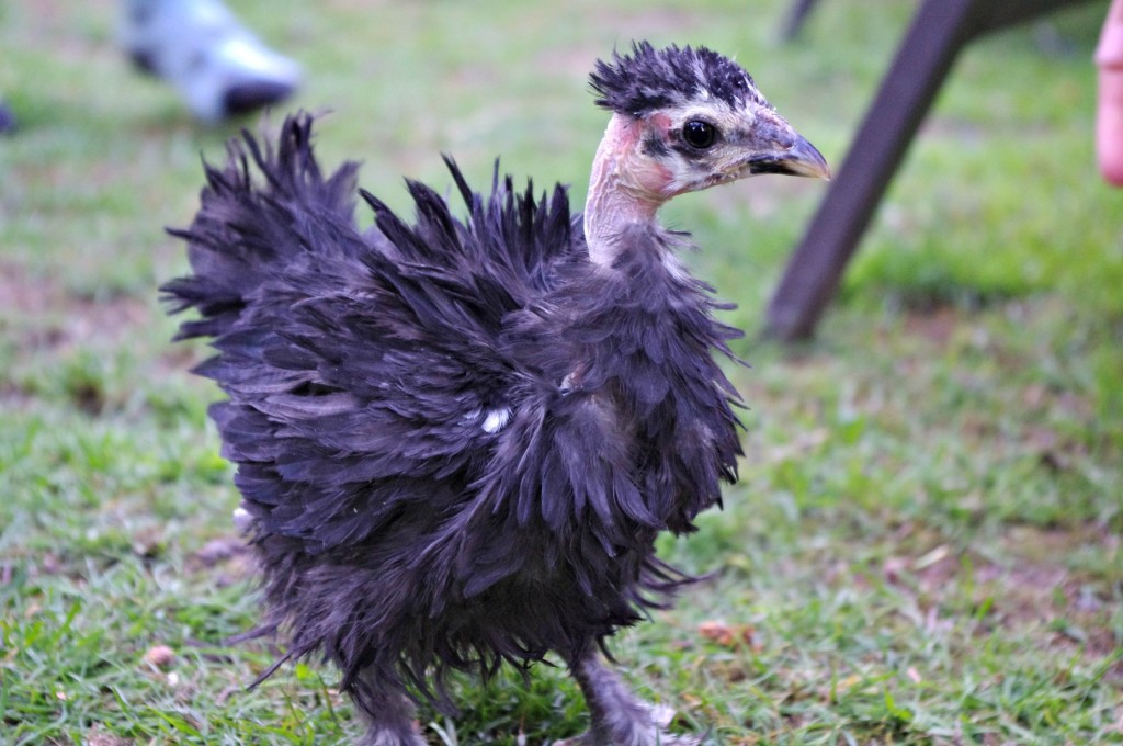 showgirl chicken, frizzle chicken, naked neck chicken, strange chickens 