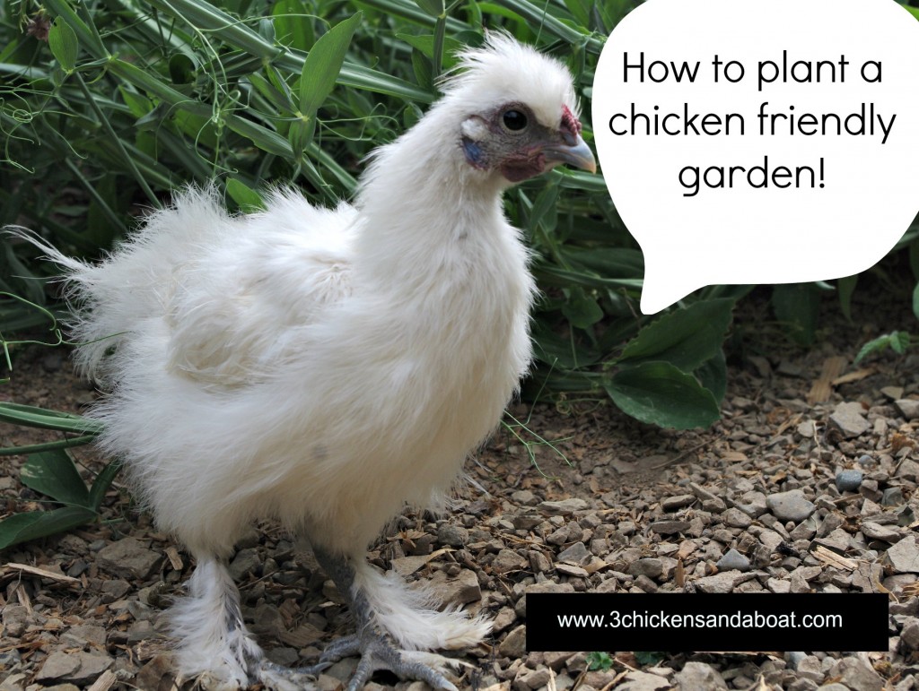 chicken friendly gardens, gardening with chickens, how to stop chickens from destroying your garden