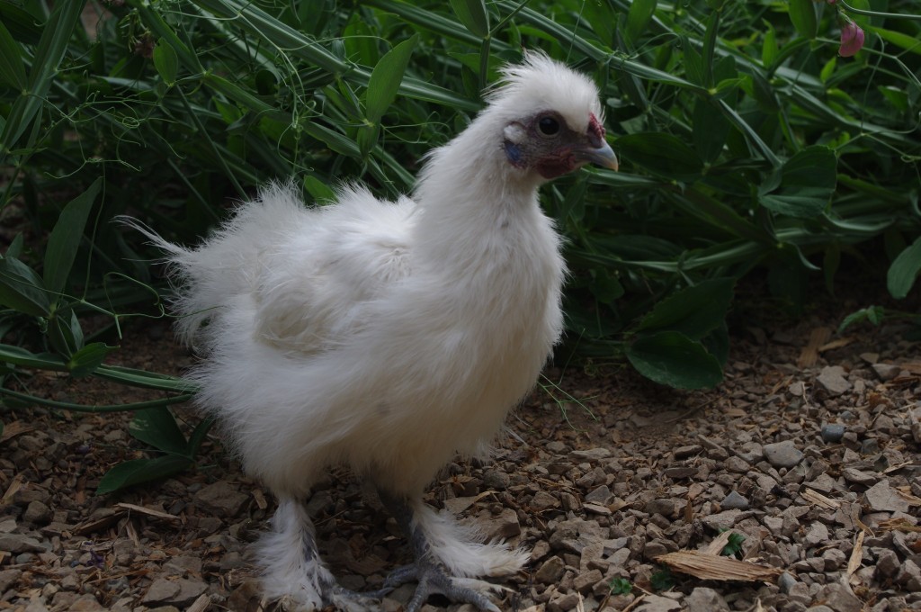 How to tell a rooster from a hen, silkie chicken, cool chickens, white chicken, feather feet