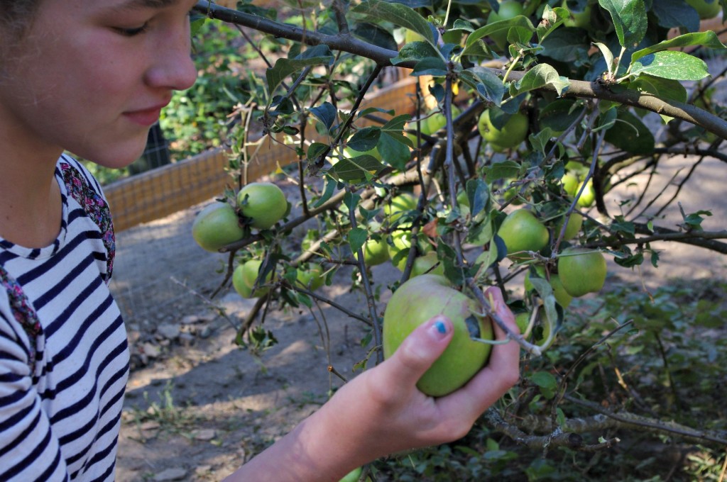 apples, Expensive vegetables