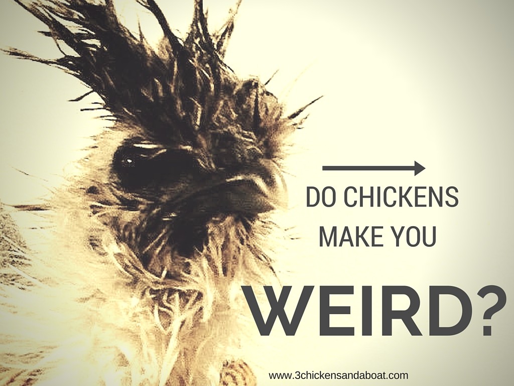 do chickens make you weird, weird things about chickens, back yard chickens, raising chickens