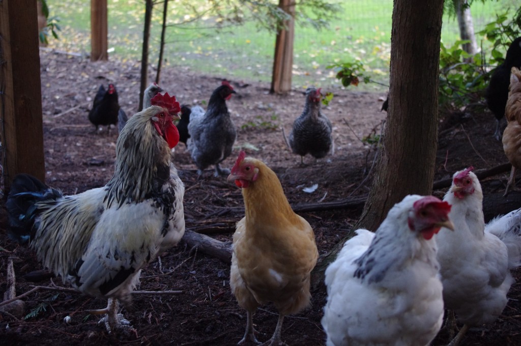 chicken diseases, 