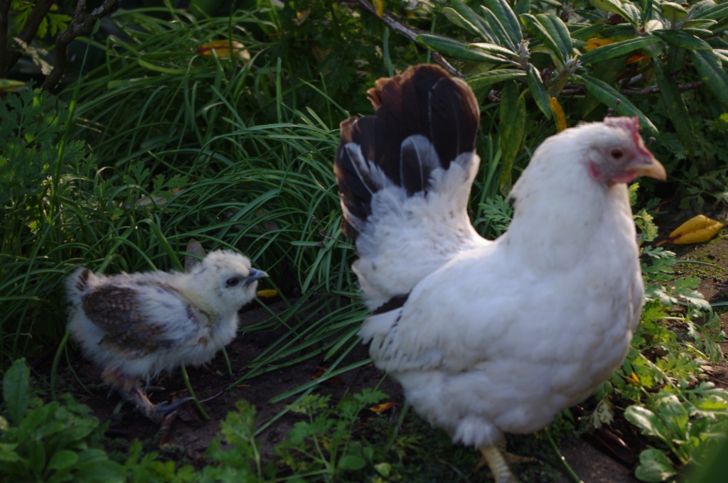 Chicken Have Mareks , splayed leg in chicks, baby chicks, silkie chick, japanese bantam