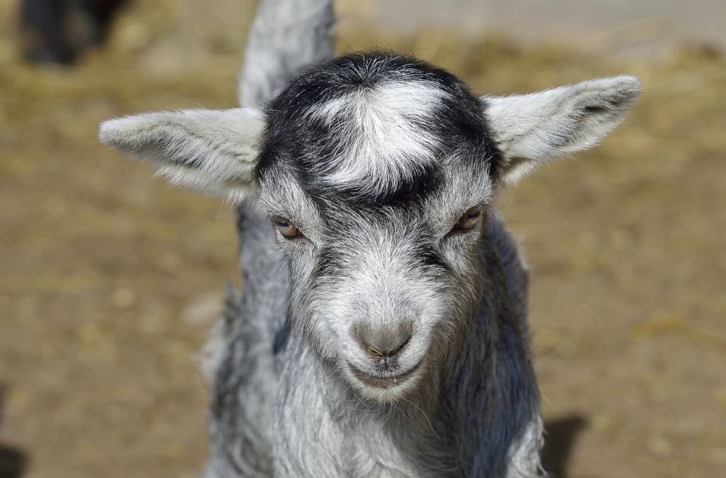 getting goats, what you need to know before you get goats