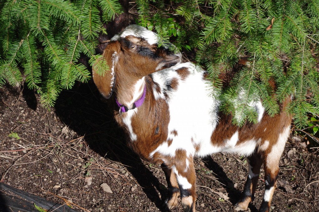 raising goats, 