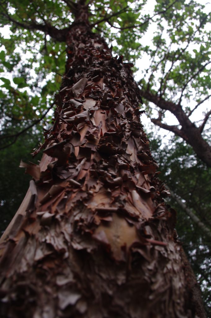 arbutus tree