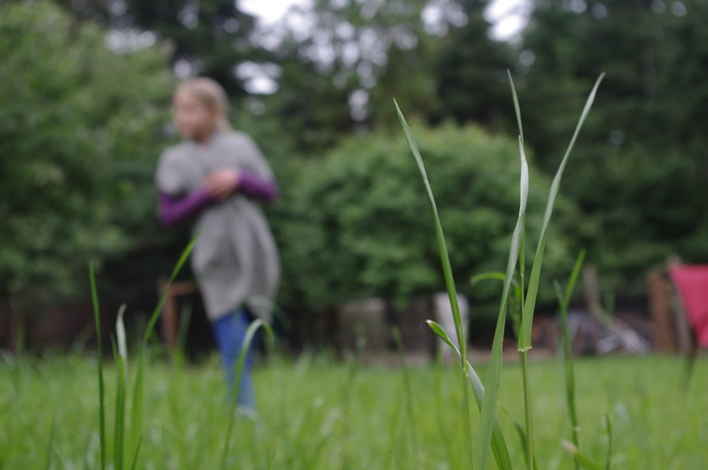 meadow, lyme disease, ticks