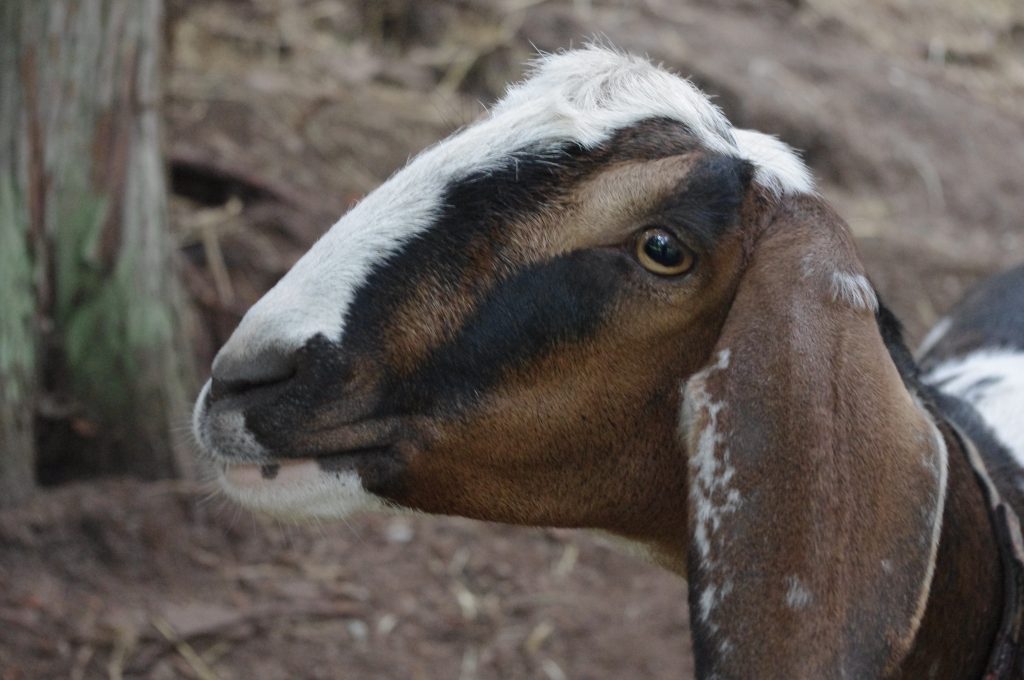 tri colour goat, breeding goats, goat baby, 
