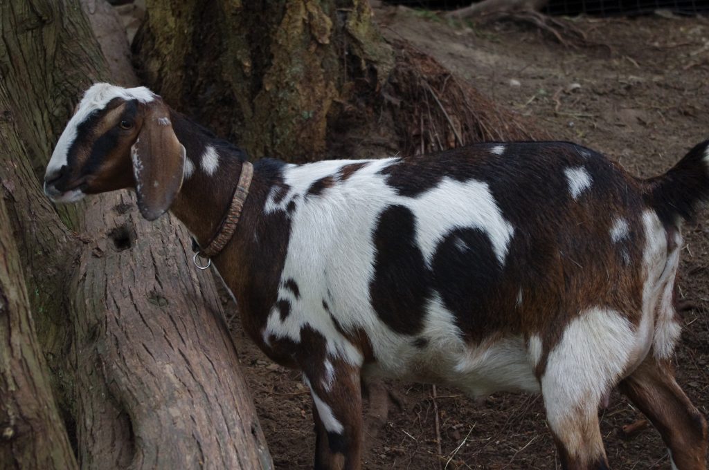 goat birth, pregnant goat, signs of labour, tri colour goat, 