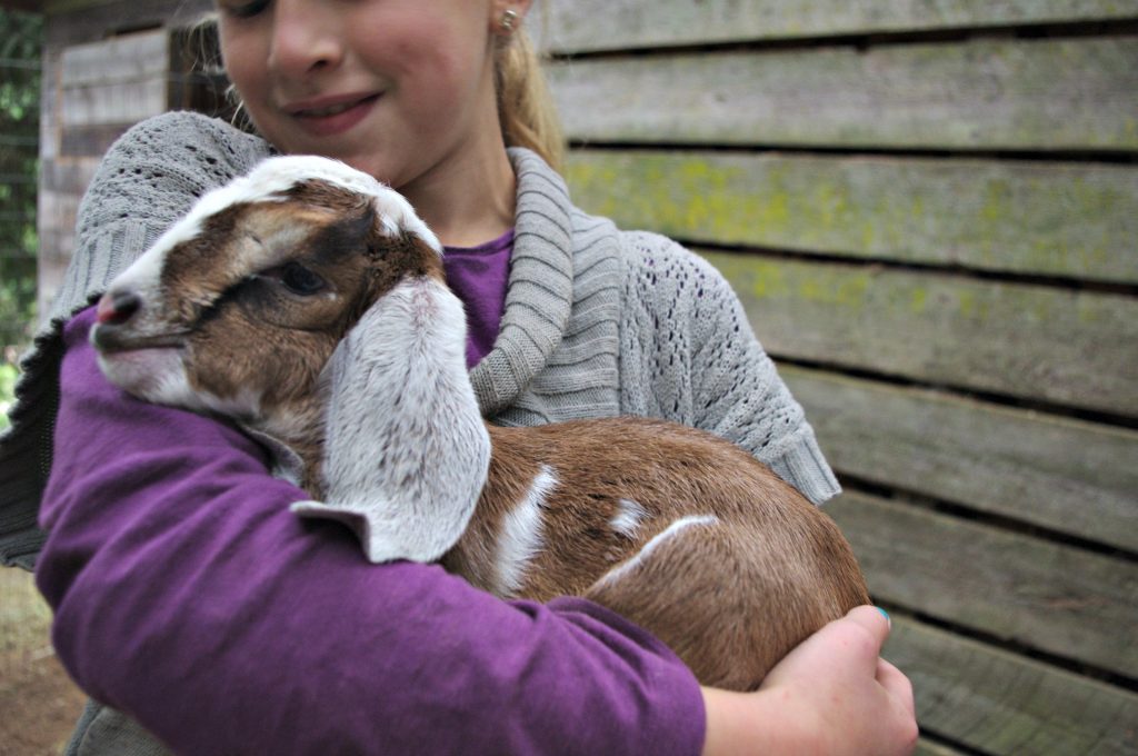 newborn goat, nubian goat baby, tricolour goat 