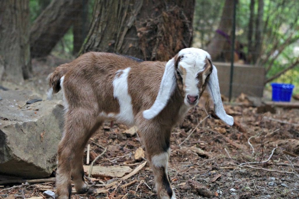 newborn goat, nubian goat baby, tricolour goat 