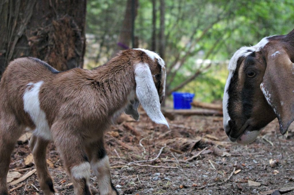 newborn goat, nubian goat baby, tricolour goat 