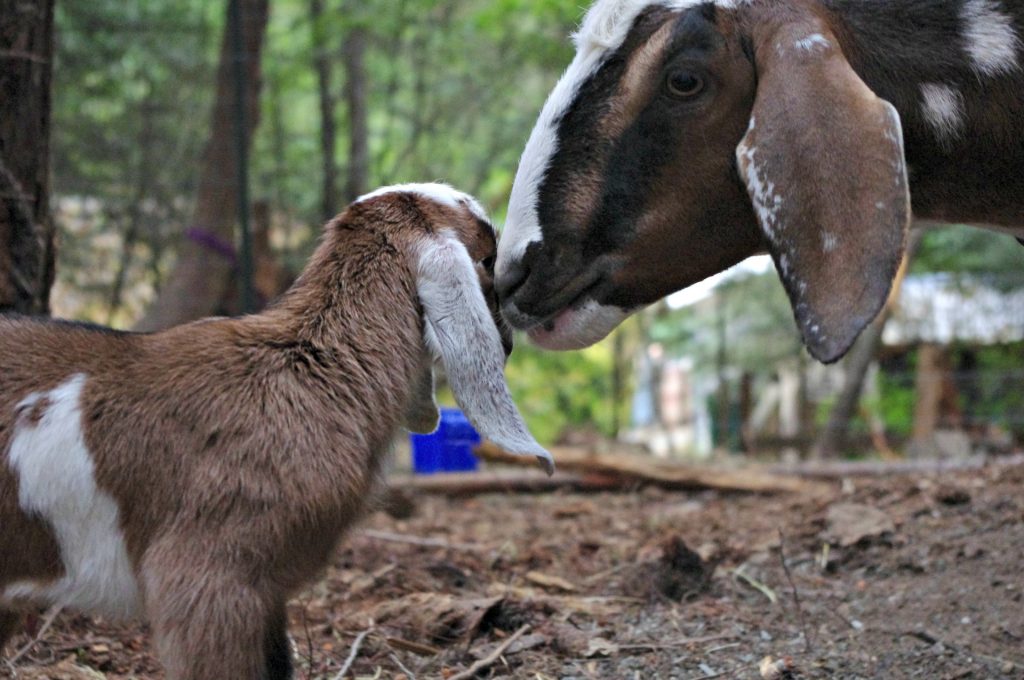 newborn goat, nubian goat baby, tricolour goat 