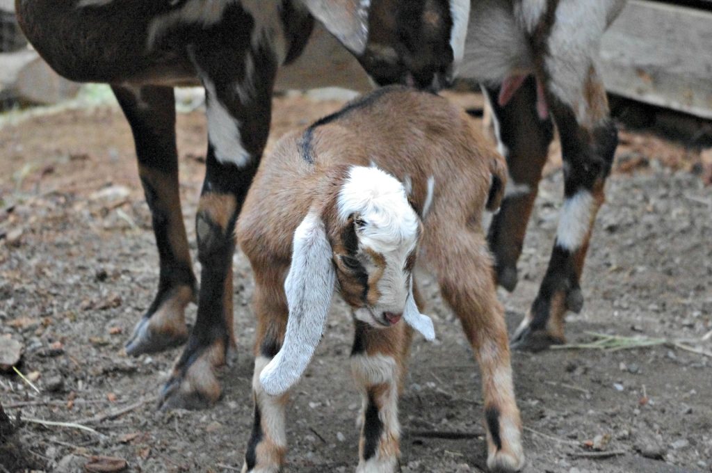 newborn goat, nubian goat baby, tricolour goat 