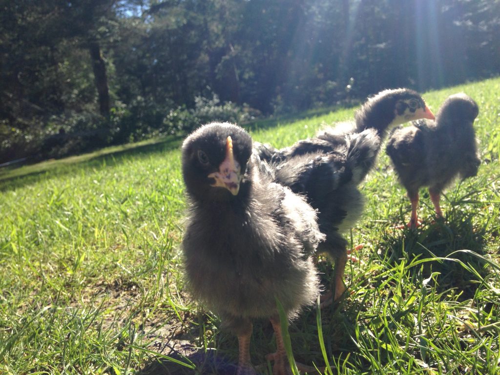 baby chicks