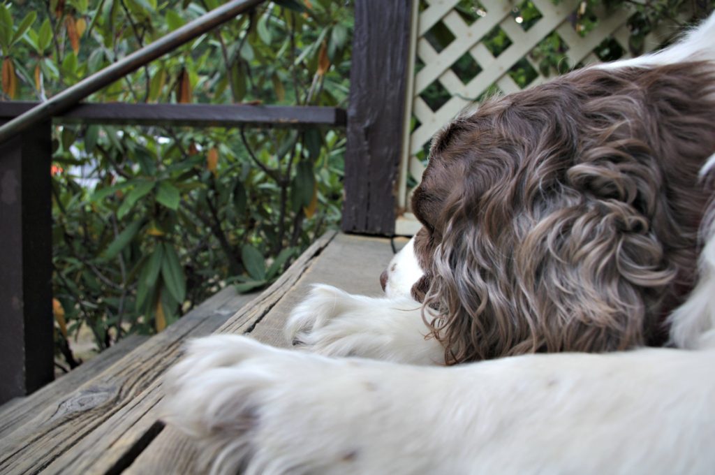 spinger spaniel