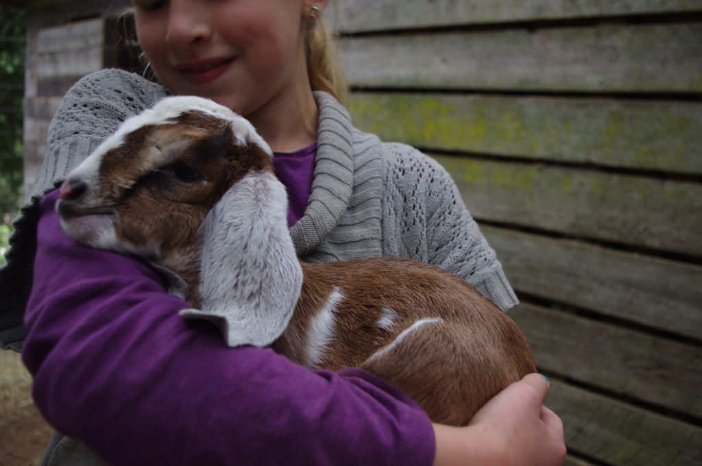 Indigo Adopt a School, raising goats, becoming a vet, learning about animals,