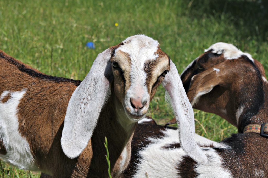 baby nubian goat, to breed goats, should i breed my goat