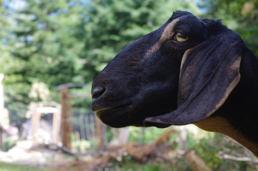 reasons to breed your goat, purebred nubian doe, Nubian goats for sale 