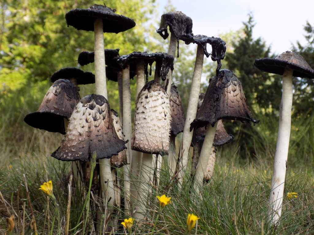 mushrooms, growning mushrooms