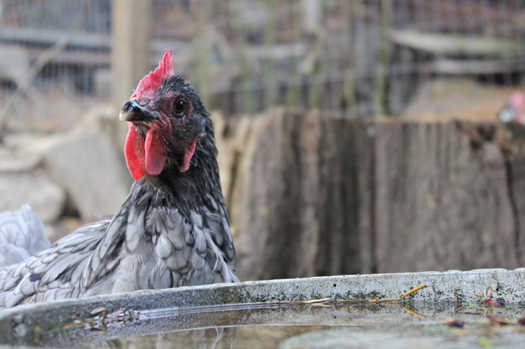 lavender Maran chicken