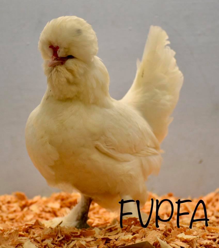 sultan chicken, sultan chicken breeding, breeding sultans canada,